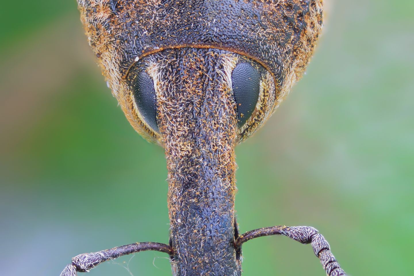 Curculionidae - Lixus pulverulentus